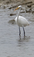 Great Egret